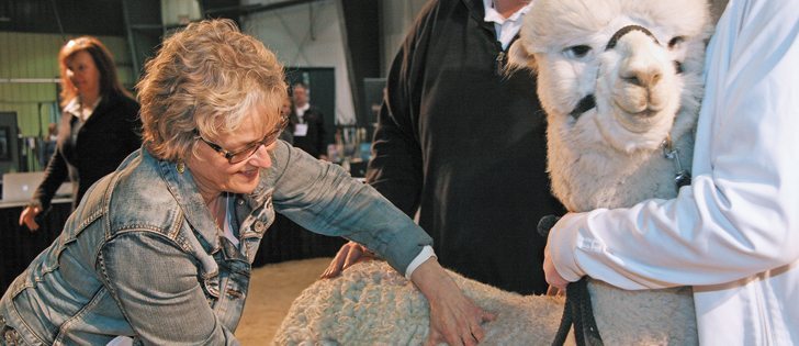 Lynn Hilderman, a certified alpaca judge and fibre classer, checks one of the alpacas at the national event held in Red Deer, Alta., April 8-10. | Barbara Duckworth photo
