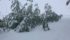 Many people in nothern Alberta had to break out the snow shovels Friday morning. | Twitter picture by Gary: @northfarmer, "Yesterday this was 2 rows of 12-20 ft trees . I think the powerlines took a beating last night too. Lots of outage."