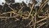 Producers from across the Prairies have their fingers crossed, hoping their early-seeded crops escaped the prolonged frost last night. | Twitter photo by Keith Ostafie, @KeithOstafie: "@westernproducer @GrainFarmProbs tough little guys appear to have survived last 2 nights of frost. Bring on the heat."