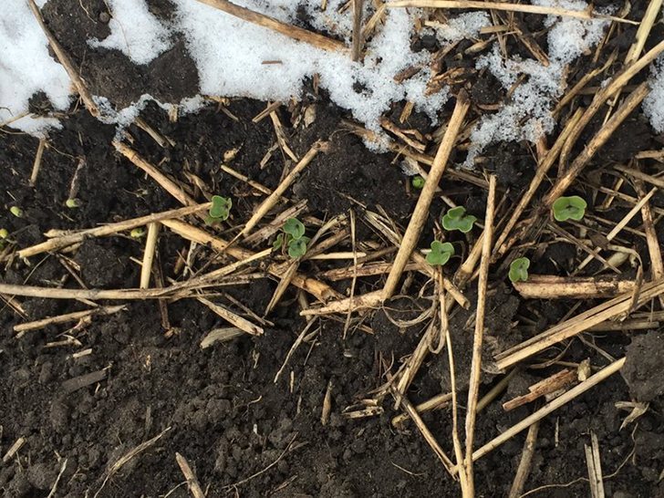 Producers from across the Prairies have their fingers crossed, hoping their early-seeded crops escaped the prolonged frost last night. | Twitter photo by Keith Ostafie, ‏@KeithOstafie: "@westernproducer @GrainFarmProbs tough little guys appear to have survived last 2 nights of frost. Bring on the heat."