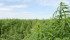 Most processors and hempseed exporters are struggling to recruit organic growers, in spite of sky-high prices. | File photo
