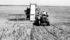 This harvesting photo was labelled “M. Watson, Provost, Alta., 1937.” | file photo
