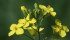 Researchers from the University of Alberta are working on a sclerotinia spore detector that uses nanotechnology to provide early warning of the disease. | File photo