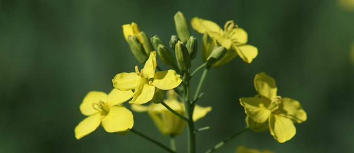 Researchers from the University of Alberta are working on a sclerotinia spore detector that uses nanotechnology to provide early warning of the disease. | File photo
