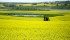 Scientists presented canola research at Murray Hartman’s science-O-rama in Edmonton on April 6, 2016. | Robin Booker photo