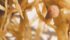 Nitrogen fixing nodules are one of the things that make lentils such an attractive crop. | File photo
