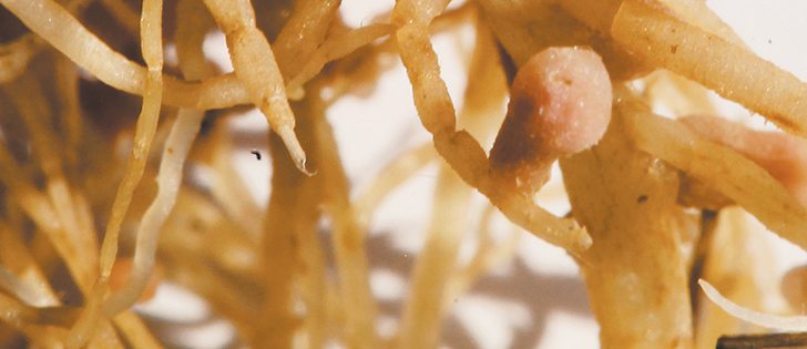 Nitrogen fixing nodules are one of the things that make lentils such an attractive crop. | File photo
