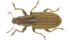 The pea leaf weevil can be a challenging pest to manage because there is a high risk of reinvasion of pea crops after spraying with a foliar-applied insecticide. | Photo supplied by Héctor Cárcamo.