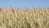 Abundance of rain is increasing prospects for exceptional wheat yields but the moisture is bringing down protein levels. | File photo