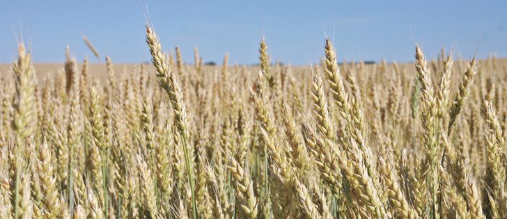 Abundance of rain is increasing prospects for exceptional wheat yields but the moisture is bringing down protein levels.  |  File photo 