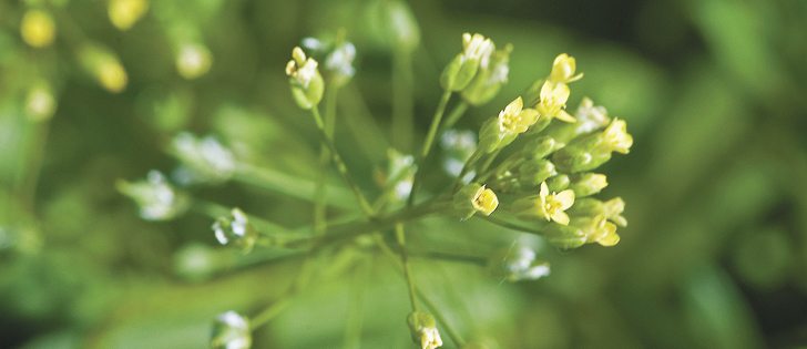 Camelina prices are $10 to $12 per bushel, but input costs are significantly lower than canola. Camelina seed is about $20 per acre and nitrogen requirements are about half of canola.  |  File photo
