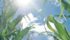 North American weather is generally good for crops now but the test will come in July and August when the big corn and soybean crops set yield. | File photo