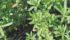 The writer says the Canola Council of Canada works against farmers’ interests when it advises not to use Clever on cleavers. | File photo