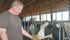 Brian Hamming relies on visual characteristics to breed Holsteins that will be good milkers. | Barbara Duckworth photo