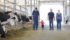 Graham Johnston, left, daughter, Julia, Joe and Mary Ann Doré and daughter, Nadine, take a walk through the barn at Heritage Hill dairy near New Dundee, Ont. | Sharon Grose photo