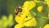 A new smartphone app enables communication between beekeepers, sprayer operators and farmers. | File photo