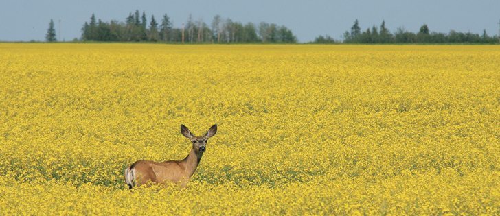 Swede midge caused many Ontario growers to abandon canola in recent years, but they seeded 30,000 acres this year.  |  File photo