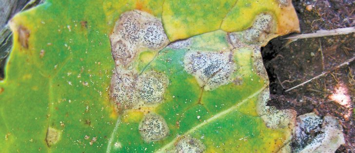 It’s easiest to identify blackleg in canola just before or while swathing — look for grey stem or leaf lesions with a dark border and dark specks in the centre.  |  File photo