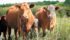 A pilot project on beef production showed that even small-scale producers can follow sustainable production practices. | File photo