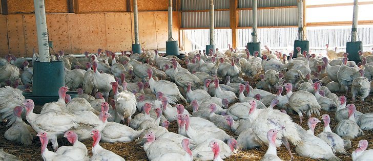 Requirements have been changed for lighting but the rules for bird densities in free-run barns like this one are unchanged.  |  File photo