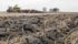 Wet weather called a halt to barley seeding near Dundurn, Sask., in mid-May as a low pressure system in northern Canada fought with a high in Montana to bring much needed precipitation. | Michael Raine photo
