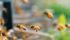 There continues to be skepticism about the contention that neonicotinoids harm bee populations. | File photo