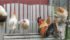 Donna Cromarty’s Icelandic chickens sun themselves on a bench they sometimes share with her on the farm near Twin Butte, Alta. | Barb Glen photo