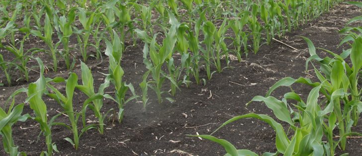U.S. farmers seeded more corn and soybeans than they had initially planned to during the spring, taking advantage of a rallying futures market and good weather to plant as much acreage as possible, U.S. government data showed on Thursday. | File photo
