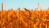 GrainsConnect Canada, a joint venture between Australian grain handling company GrainCorp and Japanese agricultural co-operative Zen-Noh, will build a new concrete grain terminal in Maymont, Sask.. | File photo