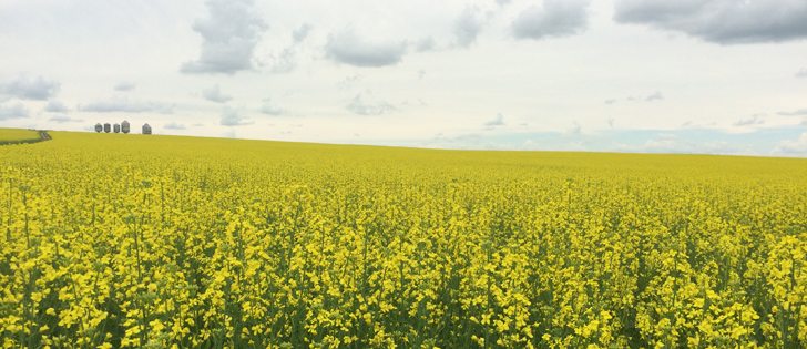 The 2016 harvest is shaping up to be a whopper, according to Western Canada's largest elevator companies. | File photo