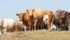 Frances Moore Lappe, director of the Small Planet Institute, says there would be an abundance of food if people ended their obsession with eating animals. | File photo