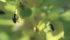 Flea beetles are released on leafy spurge before they lay eggs. The larvae attack the weeds’ roots. | William DeKay photo