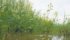 Flooding the newest threat to prairie crops