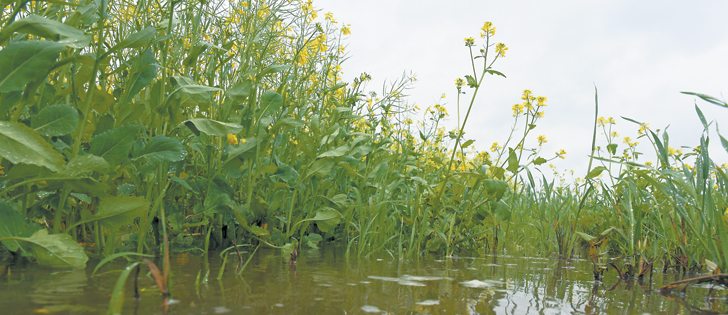 Flooding the newest threat to prairie crops