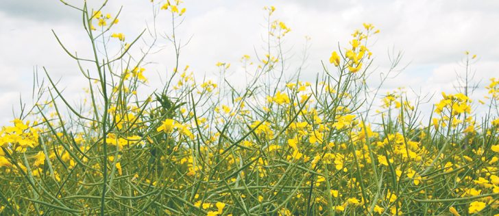 Crops in southwestern Saskatchewan are either at normal or ahead of normal development. This canola crop is near Hodgeville.  |  Karen Briere photo