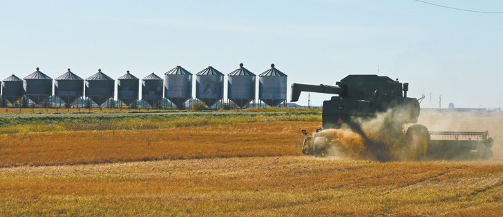 If the weather co-operates, prairie farmers could harvest a massive lentil crop that could depress prices.  |  File photo