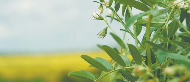 Lentil crops don’t like wet roots, so recent heavy rains may damage crop yield and quality.  |  File photo