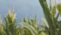 One analyst says corn crops in the U.S. Midwest are looking good and predicts an average 165 bu/ac. | File photo