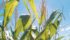There is strong demand for U.S. corn shipments amid lower production in Brazil. | File photo