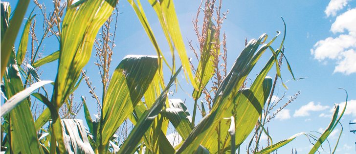 There is strong demand for U.S. corn shipments amid lower production in Brazil.  |  File photo