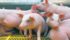 The Chinese government is encouraging its consumers to eat less meat. | File photo