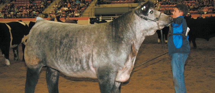 Tommy Glover of Elgin, Oklahoma, won the Calgary Stampede steer show held July 18. He won $12,500 in prize money.  |  Barbara Duckworth photo