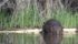 Under Saskatchewan’s Beaver Control Program (BCP) funded by the provincial agriculture ministry and administered by the Saskatchewan Association of Rural Municipalities, people who are registered for the BCP can turn in the tail and receive a bounty when they shoot or trap a problem beaver. Organizers see the beaver derby as an enhancement of the existing control program. | File photo