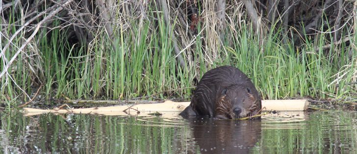 Under Saskatchewan’s Beaver Control Program (BCP) funded by the provincial agriculture ministry and administered by the Saskatchewan Association of Rural Municipalities, people who are registered for the BCP can turn in the tail and receive a bounty when they shoot or trap a problem beaver. Organizers see the beaver derby as an enhancement of the existing control program. | File photo