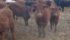 Animal welfare has improved, and scientists such as Pajor and Temple Grandin point out a long list of variables that can be assessed. | File photo