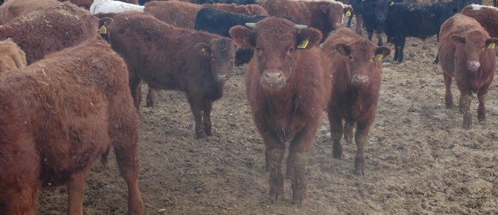 Animal welfare has improved, and scientists such as Pajor and Temple Grandin point out a long list of variables that can be assessed. | File photo