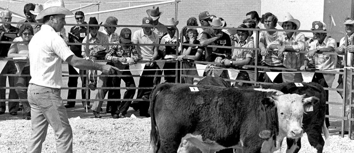 Perry Wilkes, secretary of the Saskatchewan Hereford Association, herded young steers around a corral in the summer of 1977 while participants attending the first national judging clinic in Saskatoon tried their hands at assessing the animals.  |  File photo