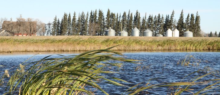 A number of municipalities in Canada have ALUS projects, but Prince Edward Island is the only jurisdiction with a province-wide ALUS program. | File photo