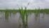 Statistics from the Saskatchewan Crop Insurance Corp. show that excessive rain caused 49 percent of all crop losses from 2006-15. In comparison, drought was responsible for 18 percent of all losses during that decade. | File photo