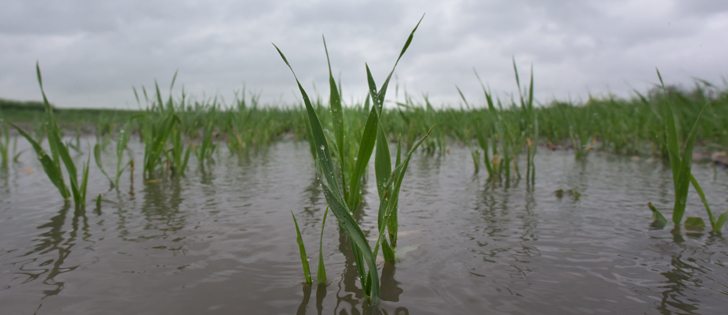 Southern Saskatchewan residents continue to tally the effects of last week’s heavy rain, which took a toll on crops and communities.  | William DeKay photo